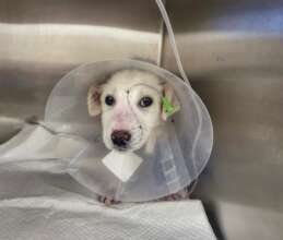 Bloom under treatment for parvo