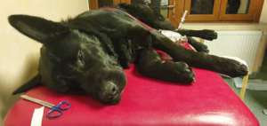 Cayden as he arrived at Family Vet, Craiova