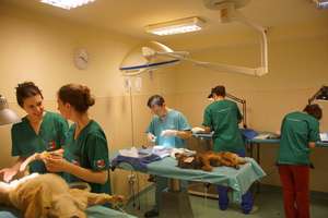 Homeless Animals Hospital dog spays