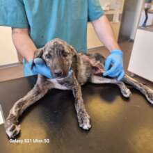 Stripes arrives at Center of Hope