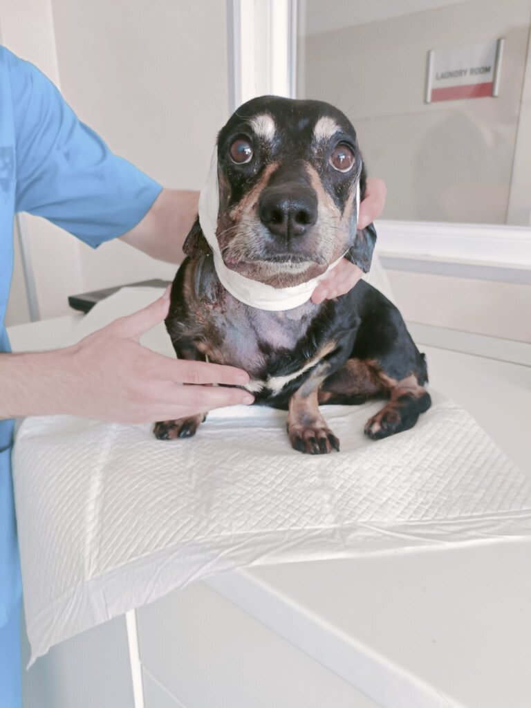 Groundhog after surgery