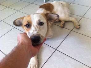 Timmy lost control of his leg and was dragging it