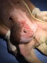 hernia dog who was helping during our mobile spays