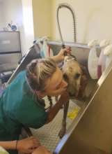Vet tech Kelly gives Juliano his first bath