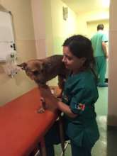 katy needed amputation.  adopted in USA soon