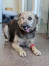 Keira rescued from an abusive owner