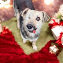 Keira now adopted in Holland