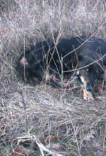 Lucky as she was being picked up