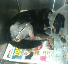 Lucky following surgery