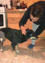 Lucky now in foster care