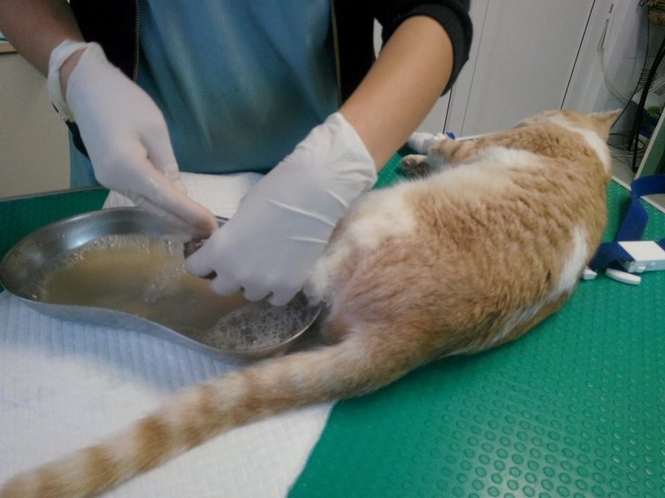 kitty, named Maia, receives treatment for her leg