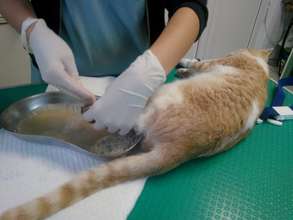 kitty, named Maia, receives treatment for her leg