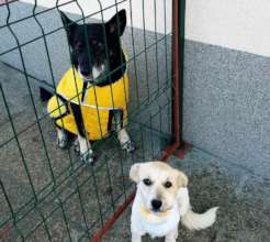 Maple at Center of Hope