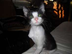 Mazzie now adopted in UK