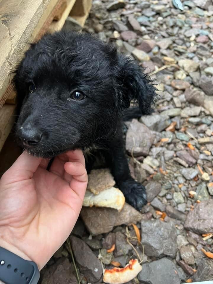 Puppy Mira living near the base