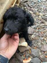 Puppy Mira living near the base