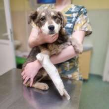 Shoppi arrives seeking help