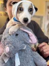 Sirma after surgery to remove wire from her neck