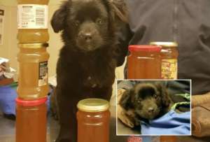 Skolzy with parvo, family thanks us with honey