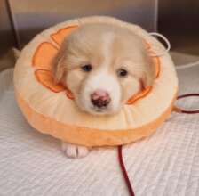 Teddy Bear receives blood transfusion
