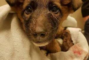 Waffy recovered from eating rat poison