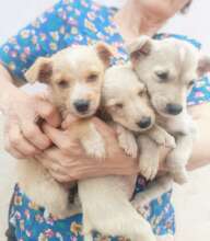 Anemic abandoned puppies at Center of Hope