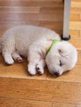 Anabella upon being taken from public shelter