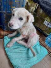 Bloom is rescued from the road