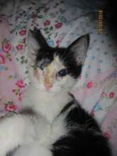 Bunbun was brought into HAH for free eye surgery