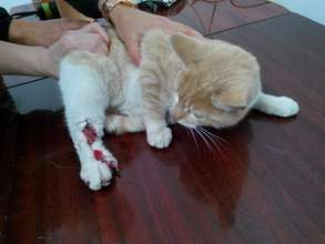 kitty with injured leg