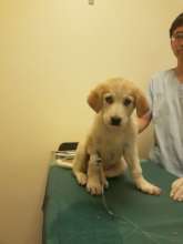 puppy treated for parvo and parasites