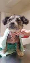 young dog suffering from mange received our help