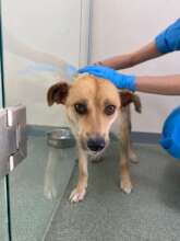 Sweet Soul recovering from plastic bottle