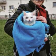 Kitten rescued from the slum