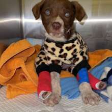 Hugo undergoes treatment for his injuries