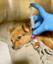 One of the many stray puppies treated for parvo