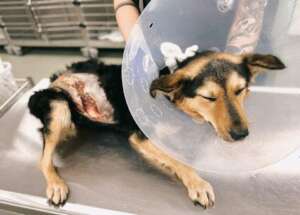 brought in from the streets for help