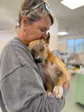 Abandoned elderly dog is blind
