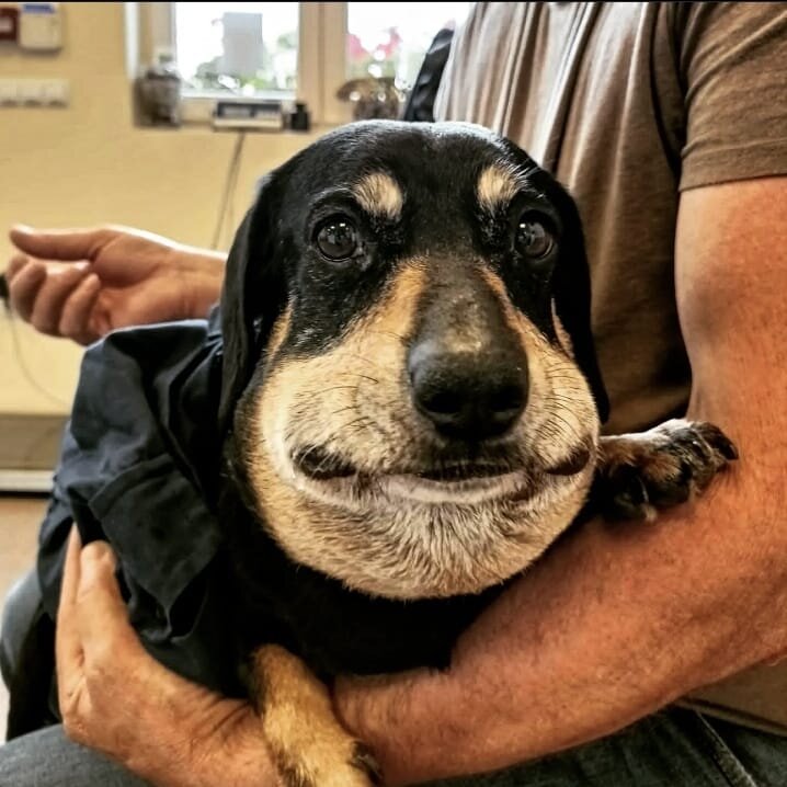 Groundhog before surgery