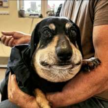 Groundhog before surgery