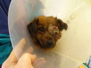 dog with tumor brought for treatment to HAH