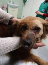 dog treated free of charge for tumor