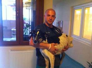 homeless dog with diabetes treated by HAH