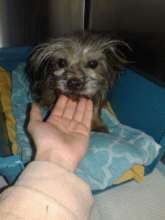 elderly dog needing hip surgery receives help