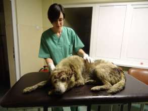 Homeless Animals Hospital patient in Craiova