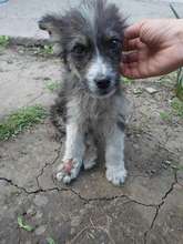 Labush treated for injury and adopted in USA