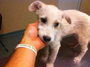 puppy with fever received free treatment