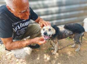 Job after the Saint rescued him