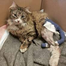 Kitty was severely injured