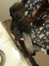 Luna at Center of Hope